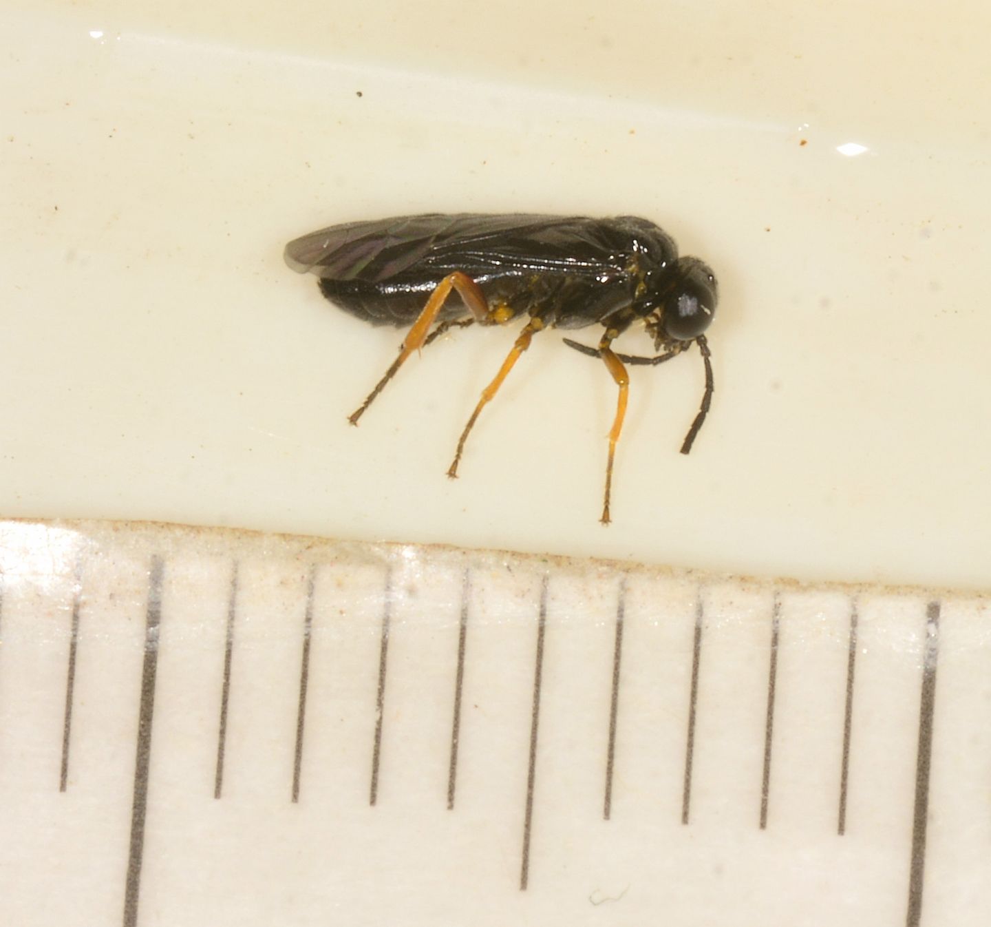 Tenthredinidae nero
