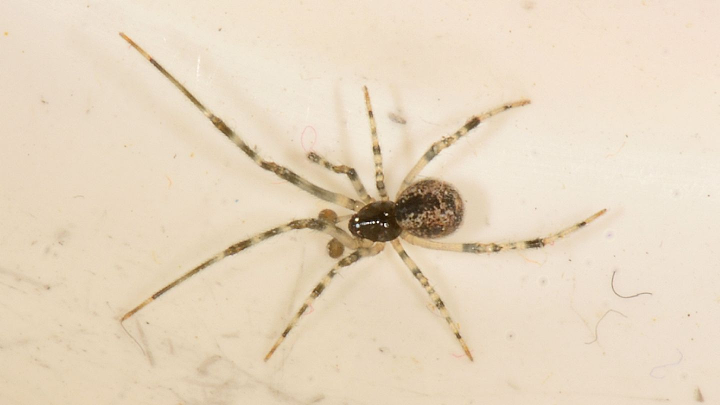Parasteatoda tepidariorum - Mediglia (MI)