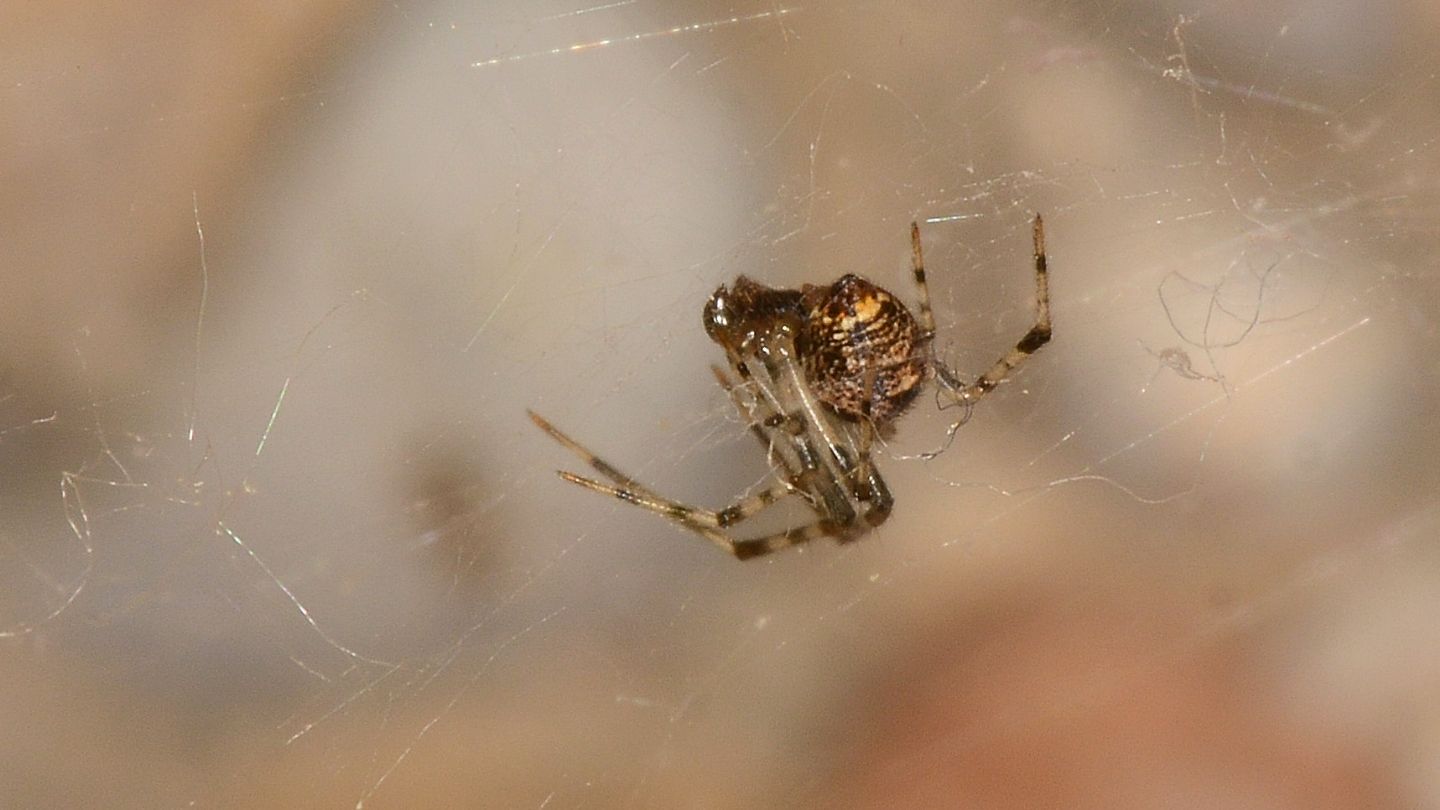 Parasteatoda tepidariorum - Mediglia (MI)