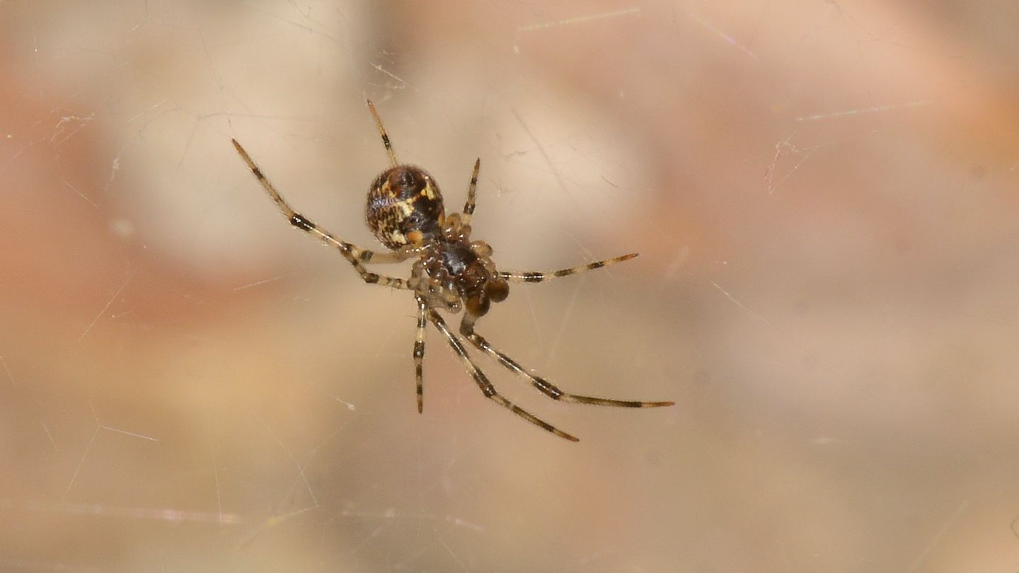Parasteatoda tepidariorum - Mediglia (MI)
