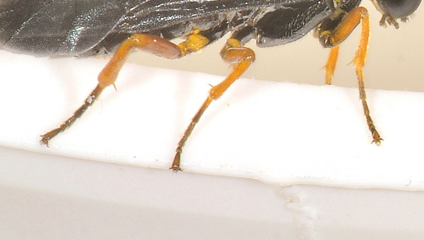 Tenthredinidae nero