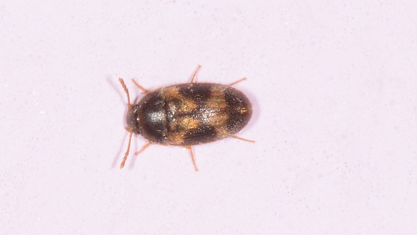 Mycetophagidae: Litargus  balteatus (cfr.)
