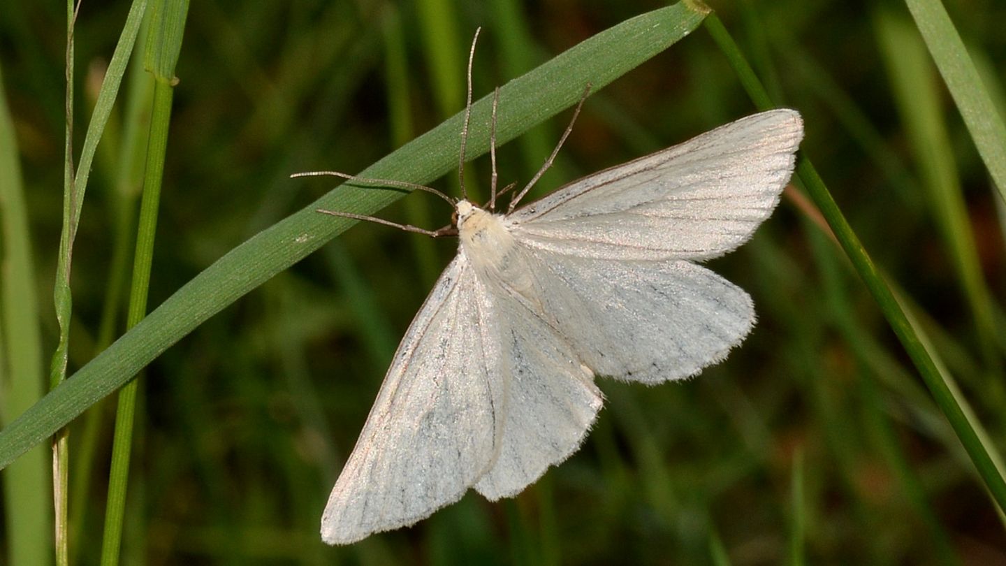 Siona lineata, Geometridae