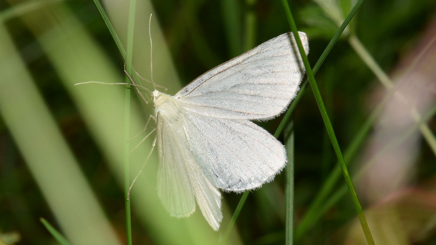 Siona lineata, Geometridae