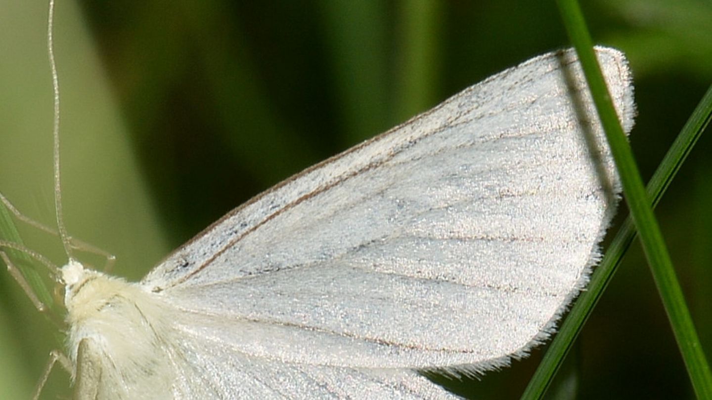 Siona lineata, Geometridae