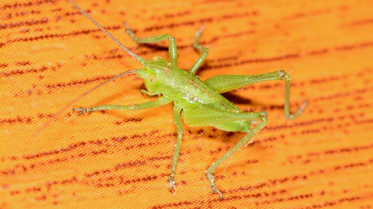 giovane di Tettigonia viridissima
