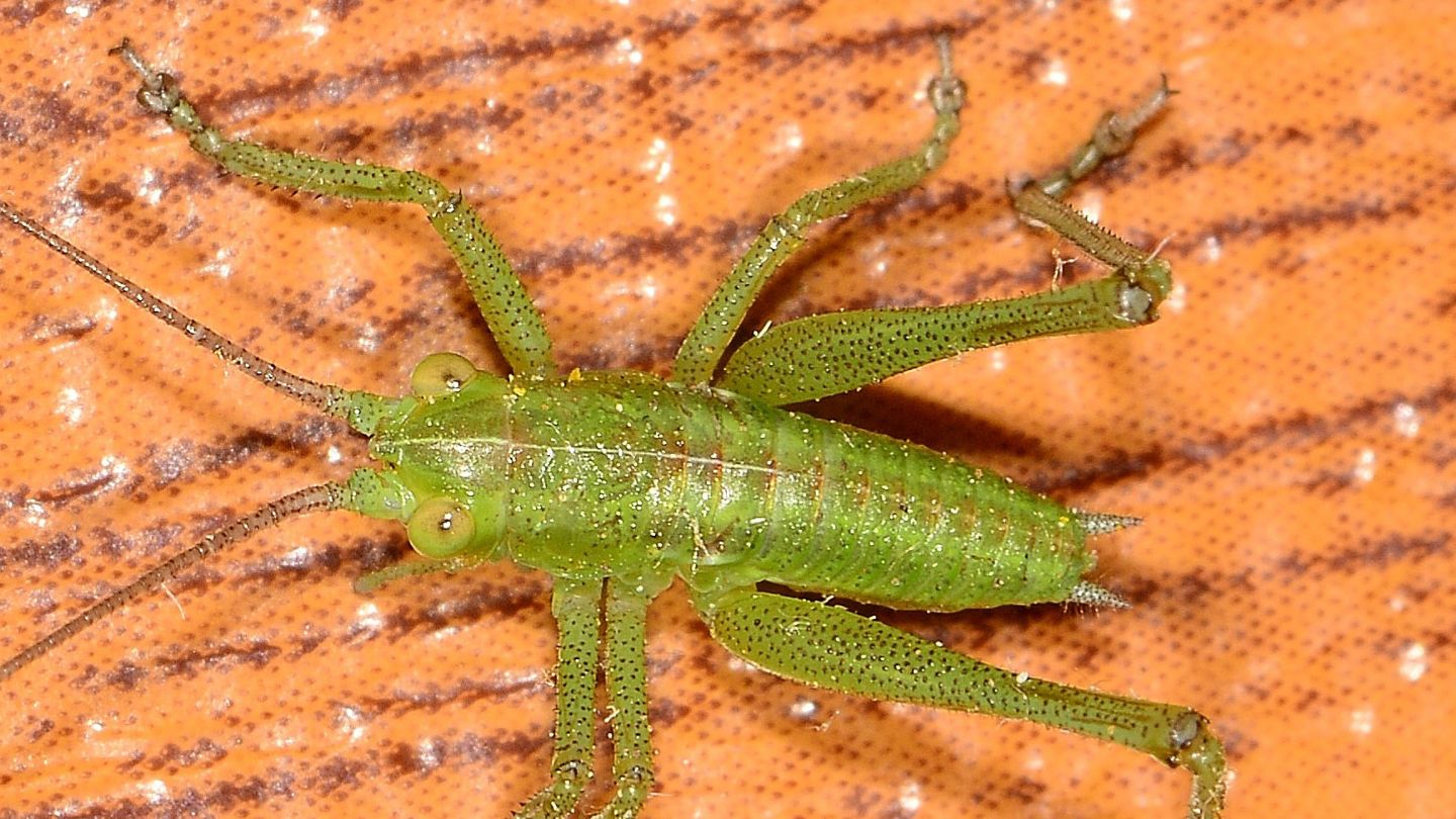 giovane di Tettigonia viridissima