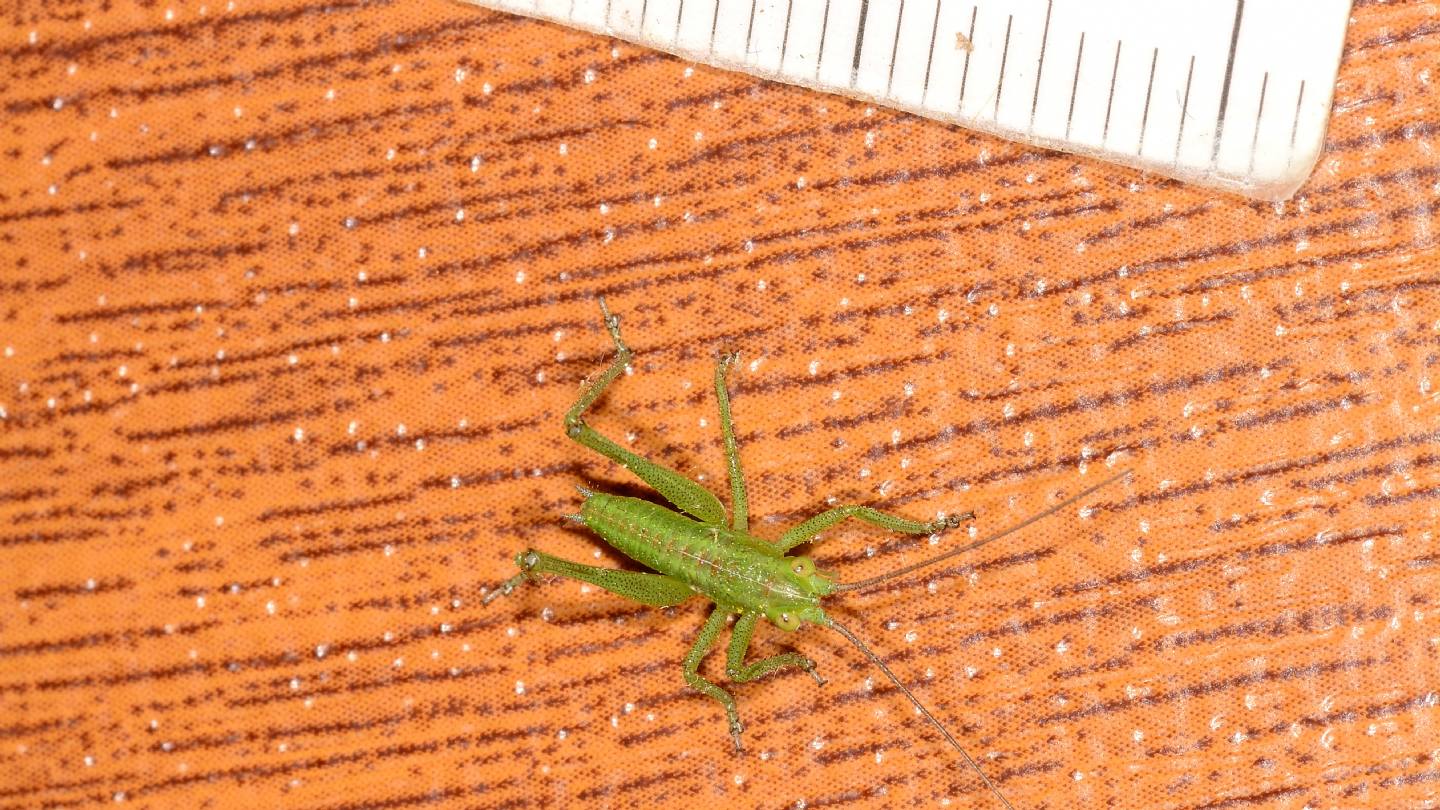 giovane di Tettigonia viridissima