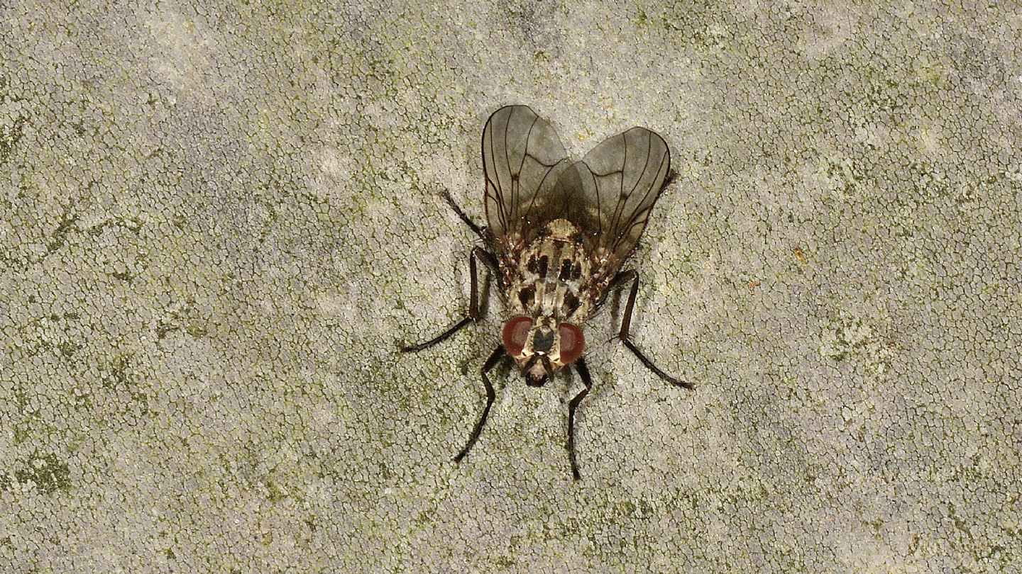 Anthomyiidae ? No, Phaonia trimaculata (Muscidae)
