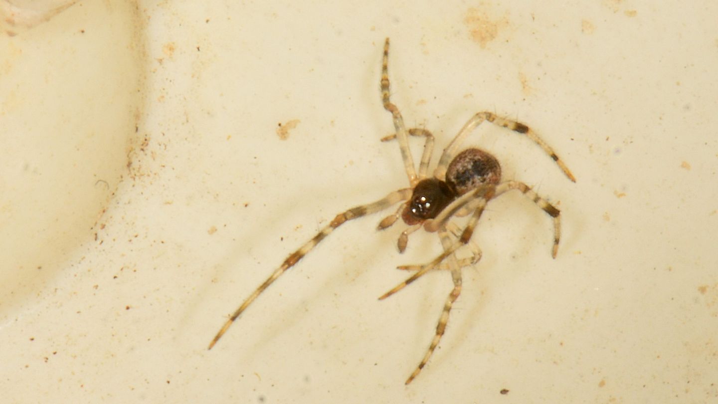 indaffarato:  Parasteatoda sp., giovane maschio  - Mediglia (MI)