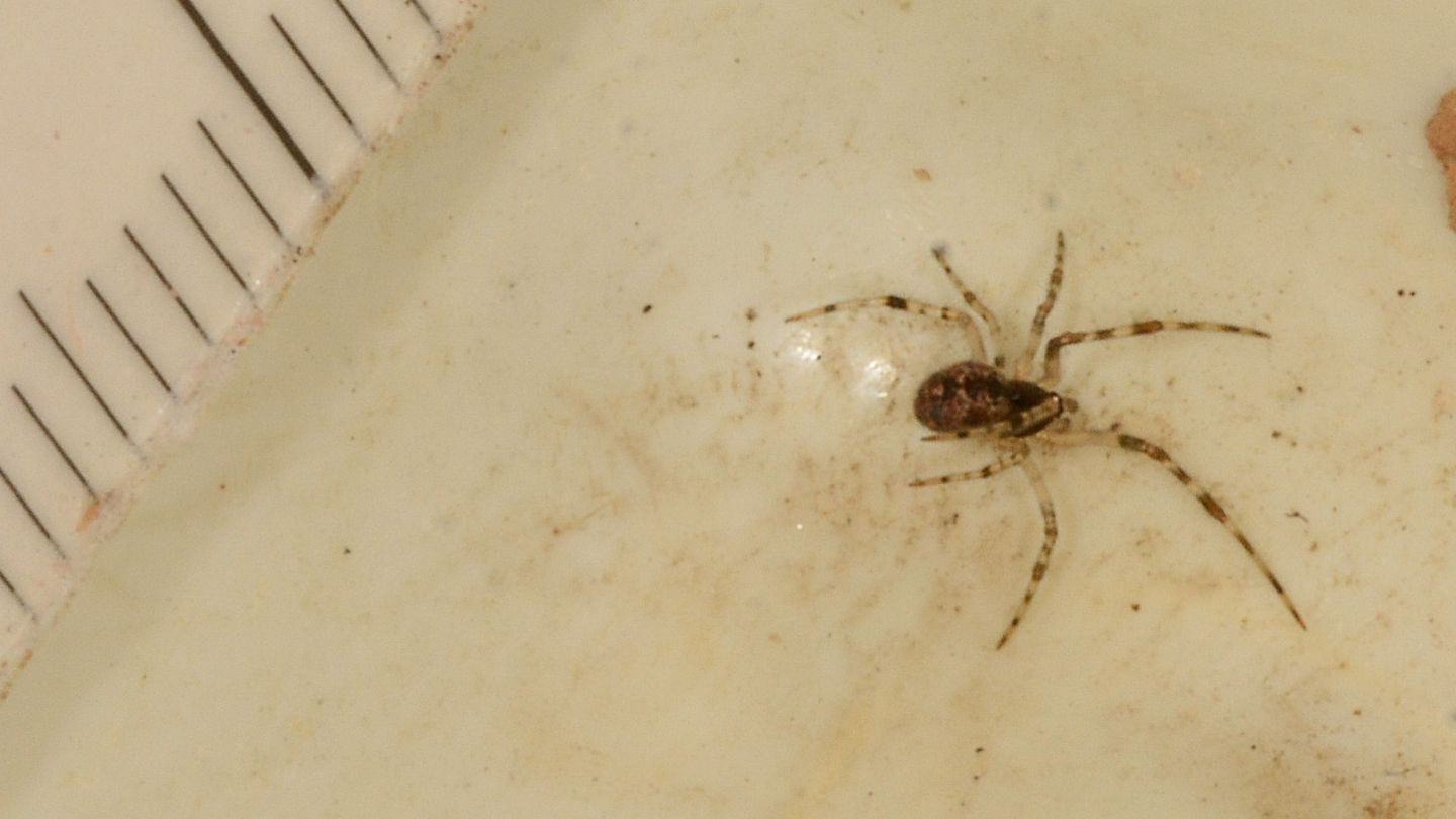 indaffarato:  Parasteatoda sp., giovane maschio  - Mediglia (MI)