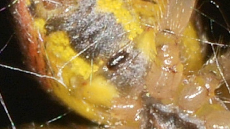 Zygiella da id:  Zygiella atrica