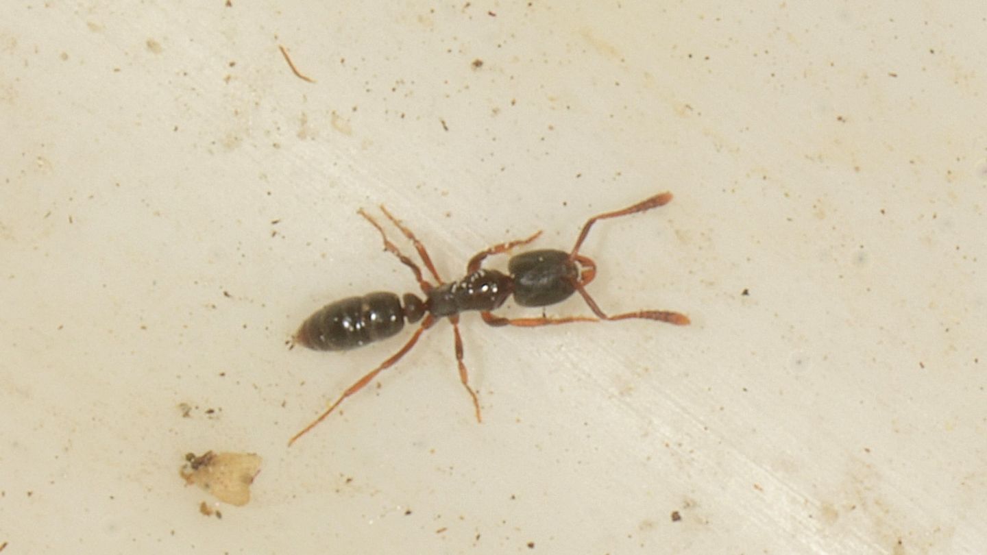Piccola formica nera: Ponera sp.