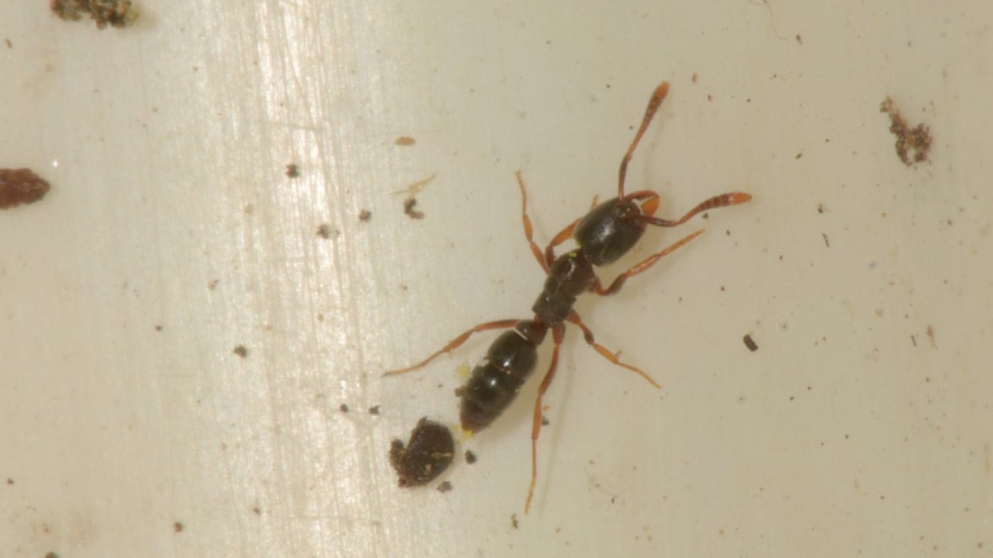 Piccola formica nera: Ponera sp.