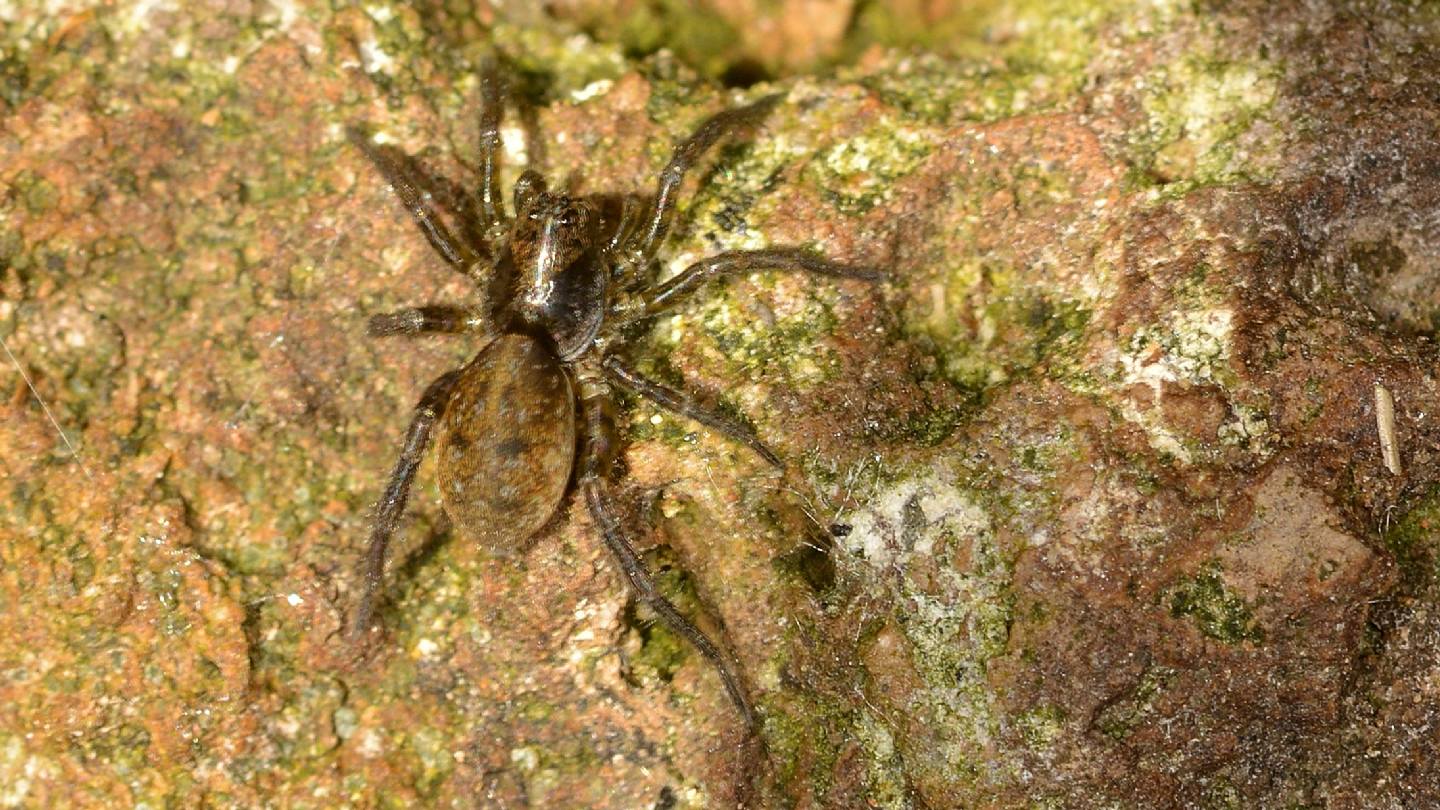 Lycosidae