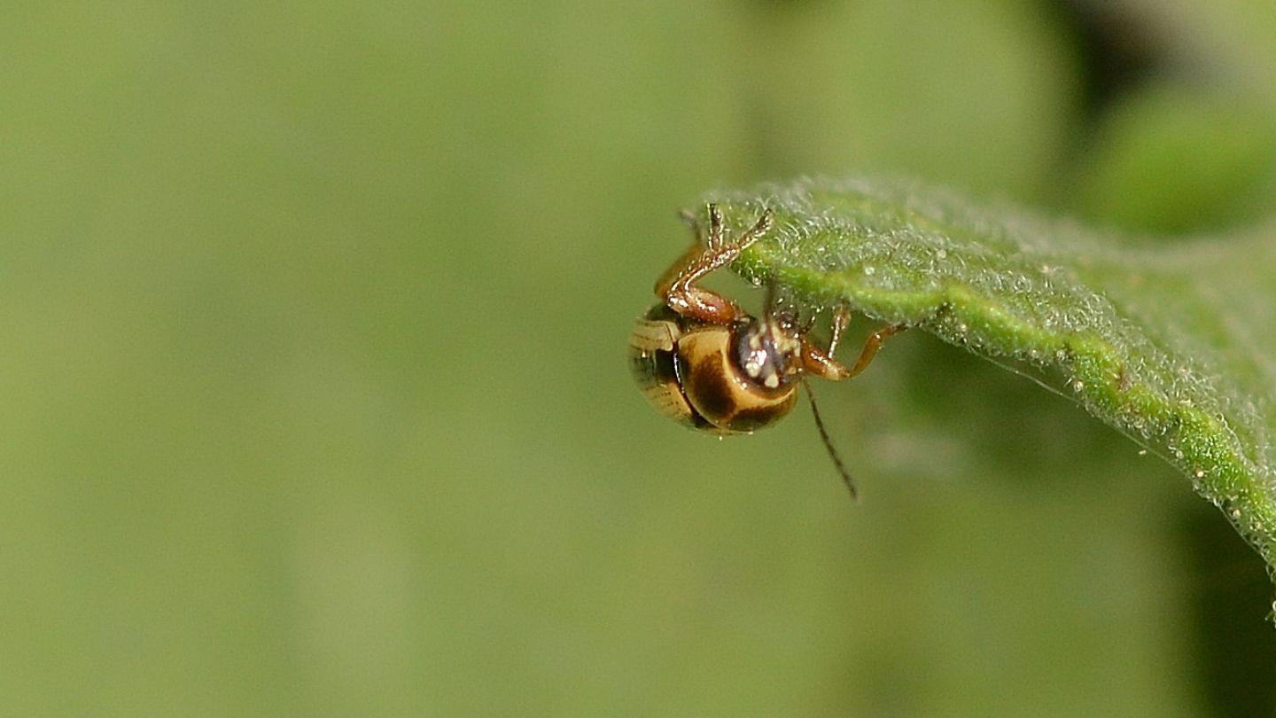 Chrysomelidae: Cryptocephalus connexus? Forse s...
