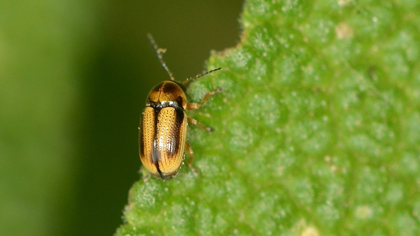 Chrysomelidae: Cryptocephalus connexus? Forse s...