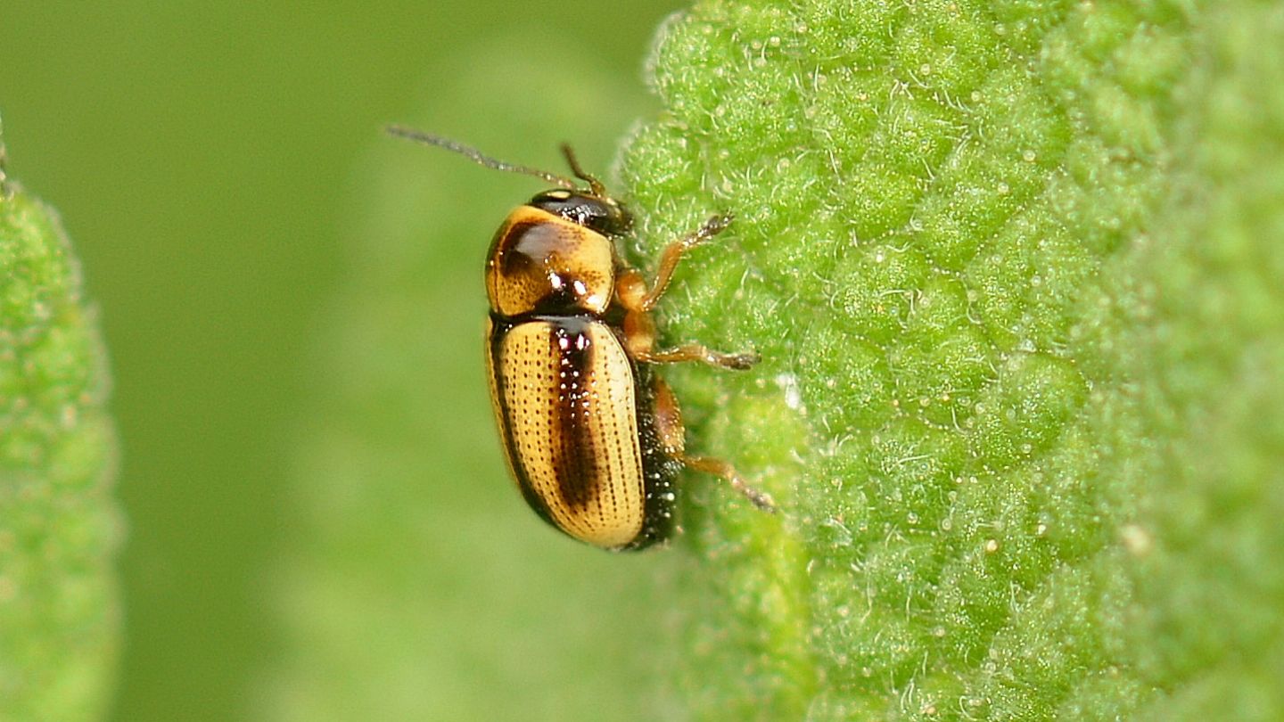 Chrysomelidae: Cryptocephalus connexus? Forse s...