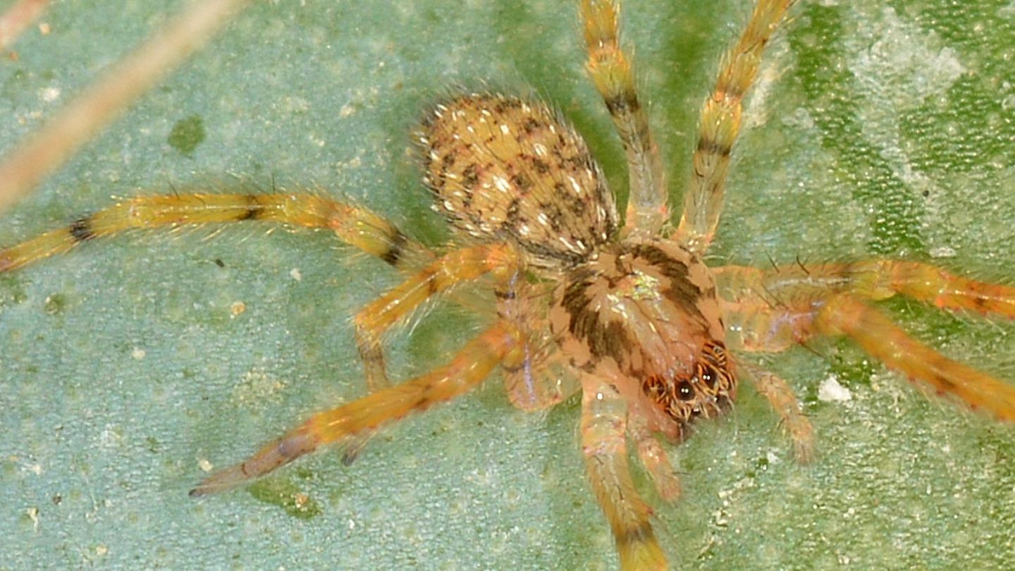 Zoropsis sp., giovanissima - Mediglia (MI)