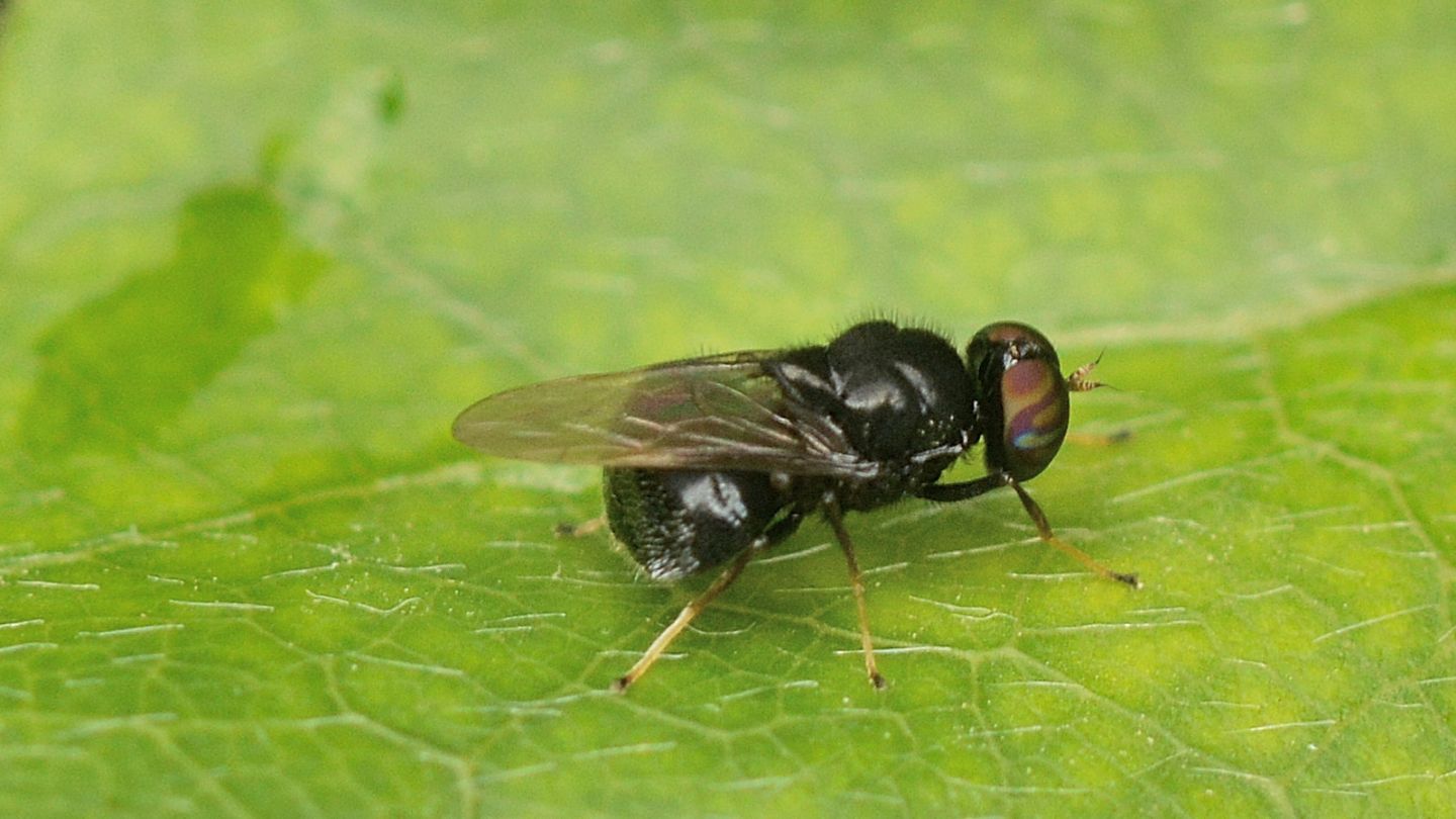 Stratiomyidae: Berkshiria ?...  S, Berkshiria hungarica