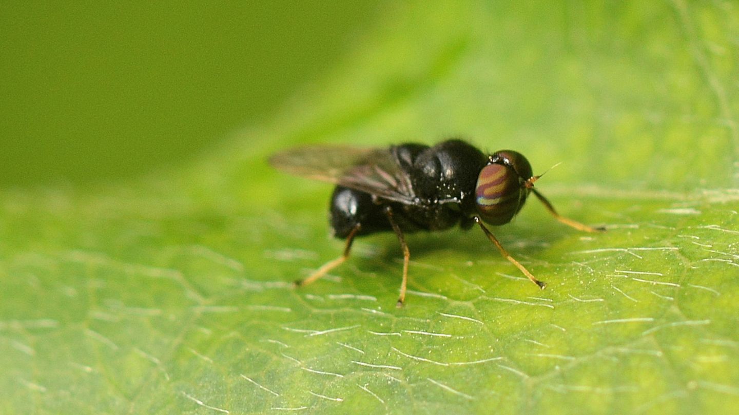 Stratiomyidae: Berkshiria ?...  S, Berkshiria hungarica