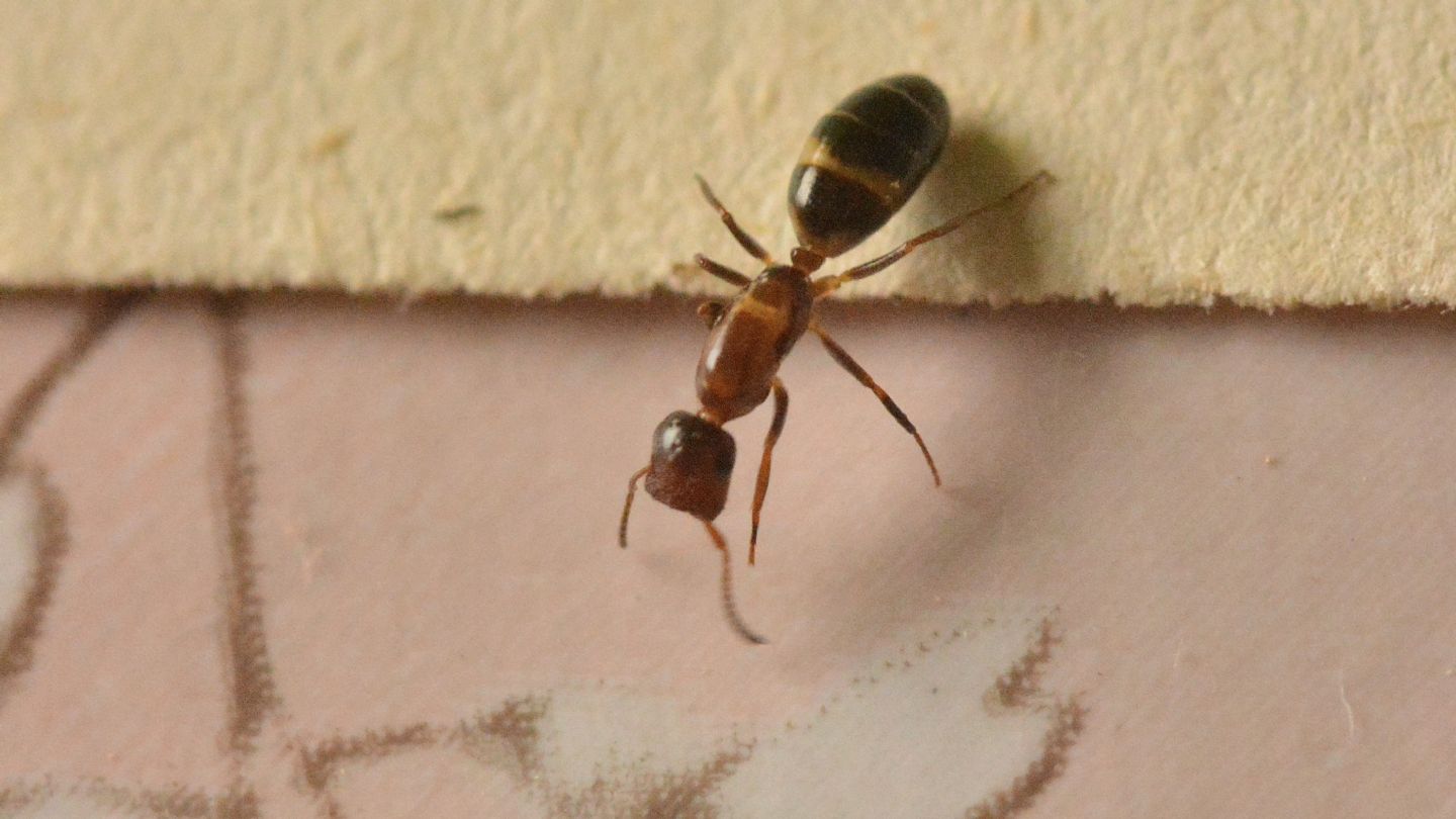 altra formica: Colobopsis truncata, regina
