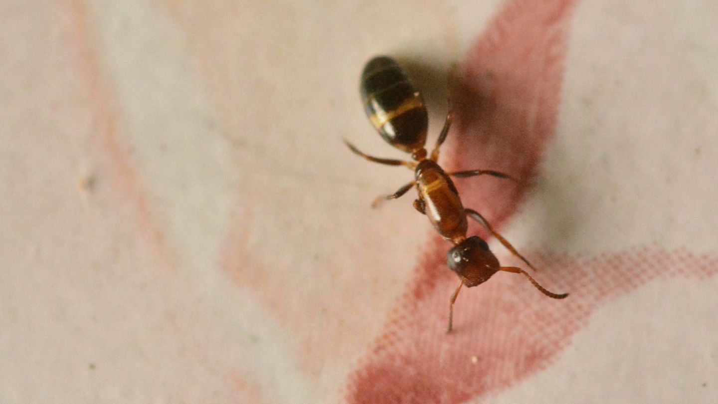 altra formica: Colobopsis truncata, regina