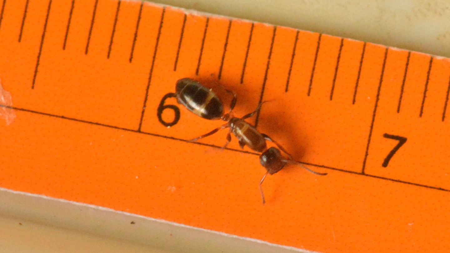altra formica: Colobopsis truncata, regina