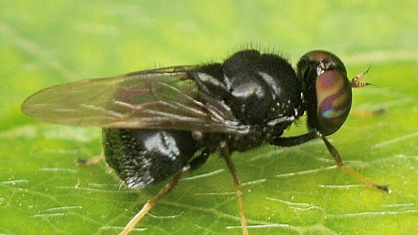 Stratiomyidae: Berkshiria ?...  S, Berkshiria hungarica