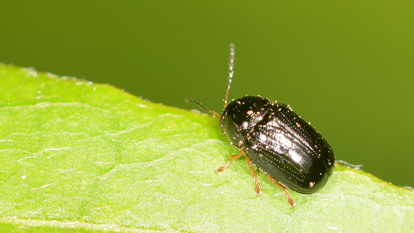 Chrysomelidae: Cryptocephalus sp.