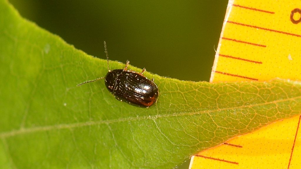 Chrysomelidae: Cryptocephalus sp.