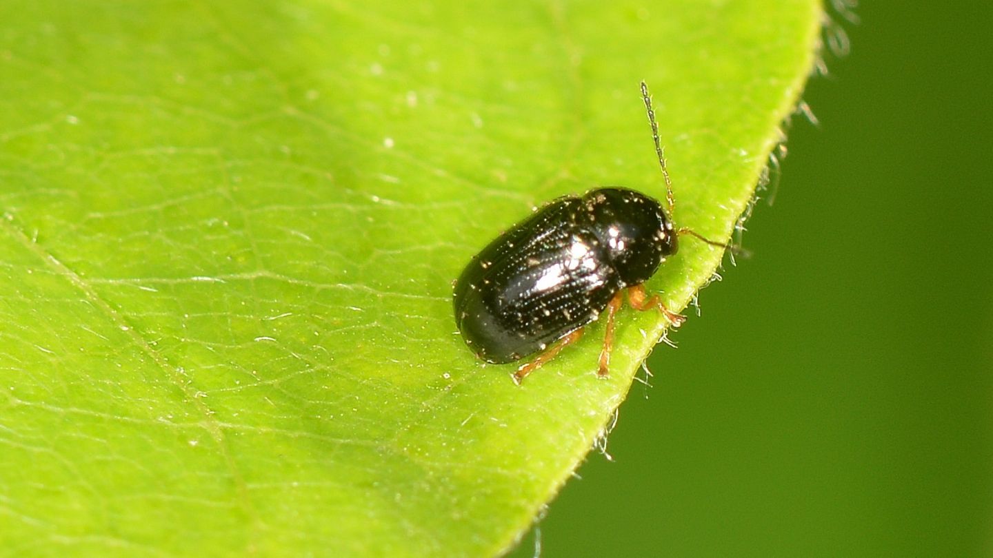 Chrysomelidae: Cryptocephalus sp.