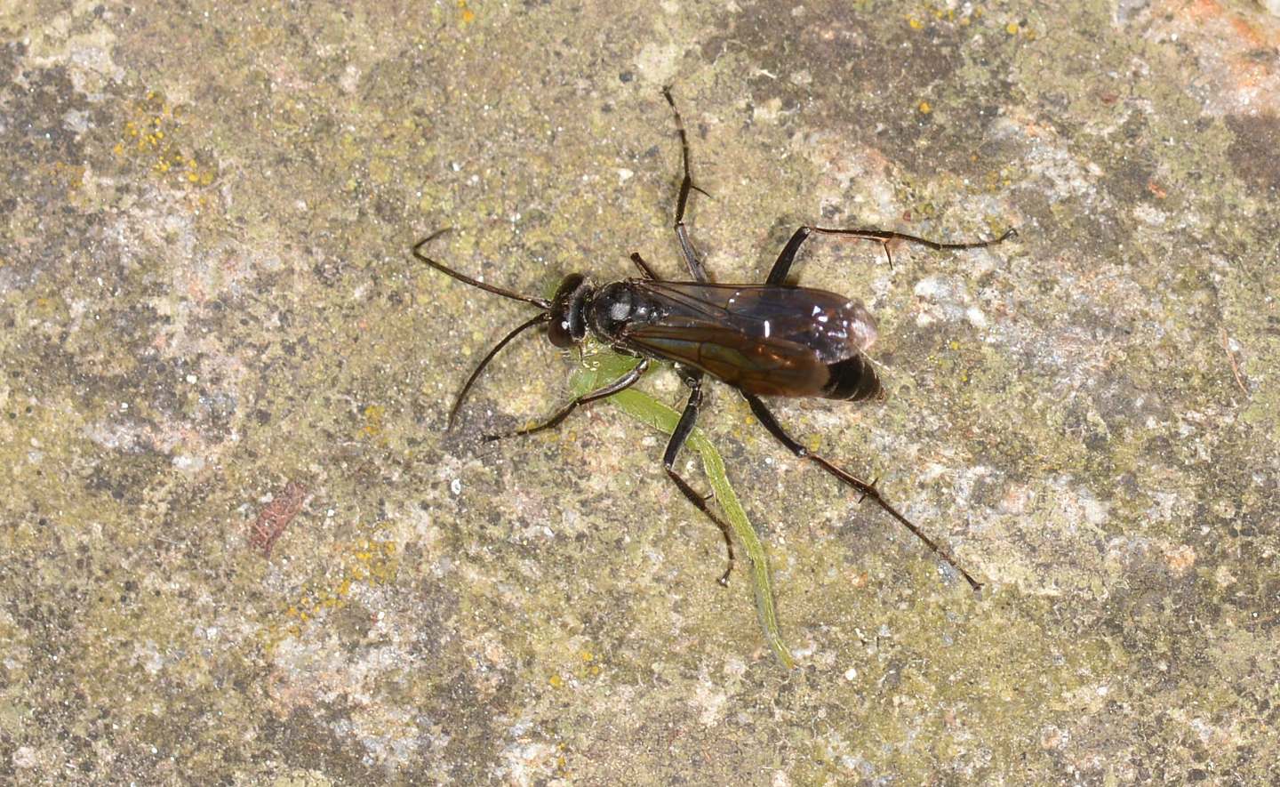 altro Pompilidae: femmina di Auplopus sp.