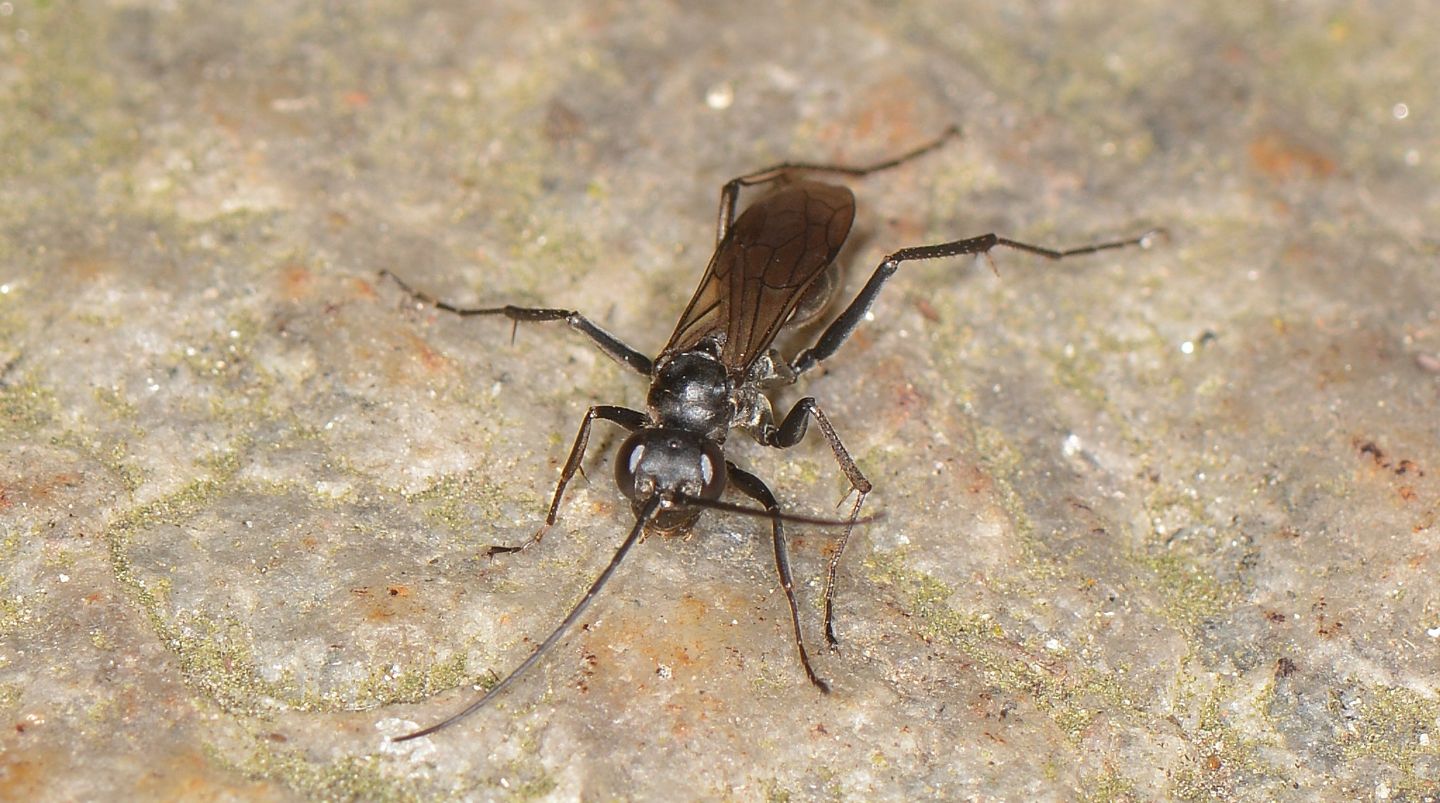 altro Pompilidae: femmina di Auplopus sp.