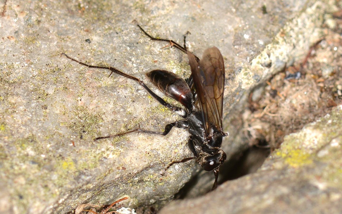 altro Pompilidae: femmina di Auplopus sp.