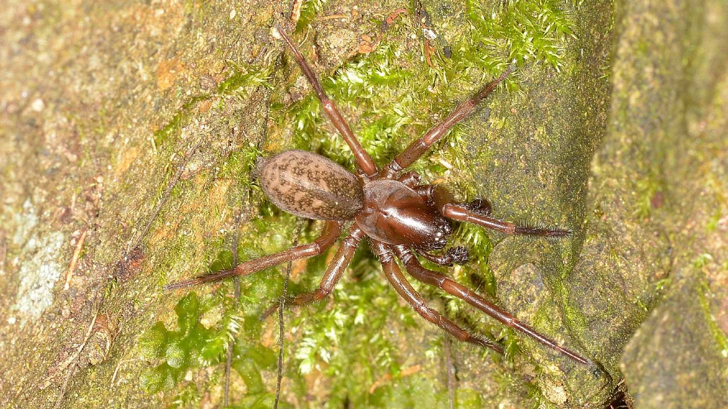 Coelotes sp. -  Bannio Anzino (VCO)