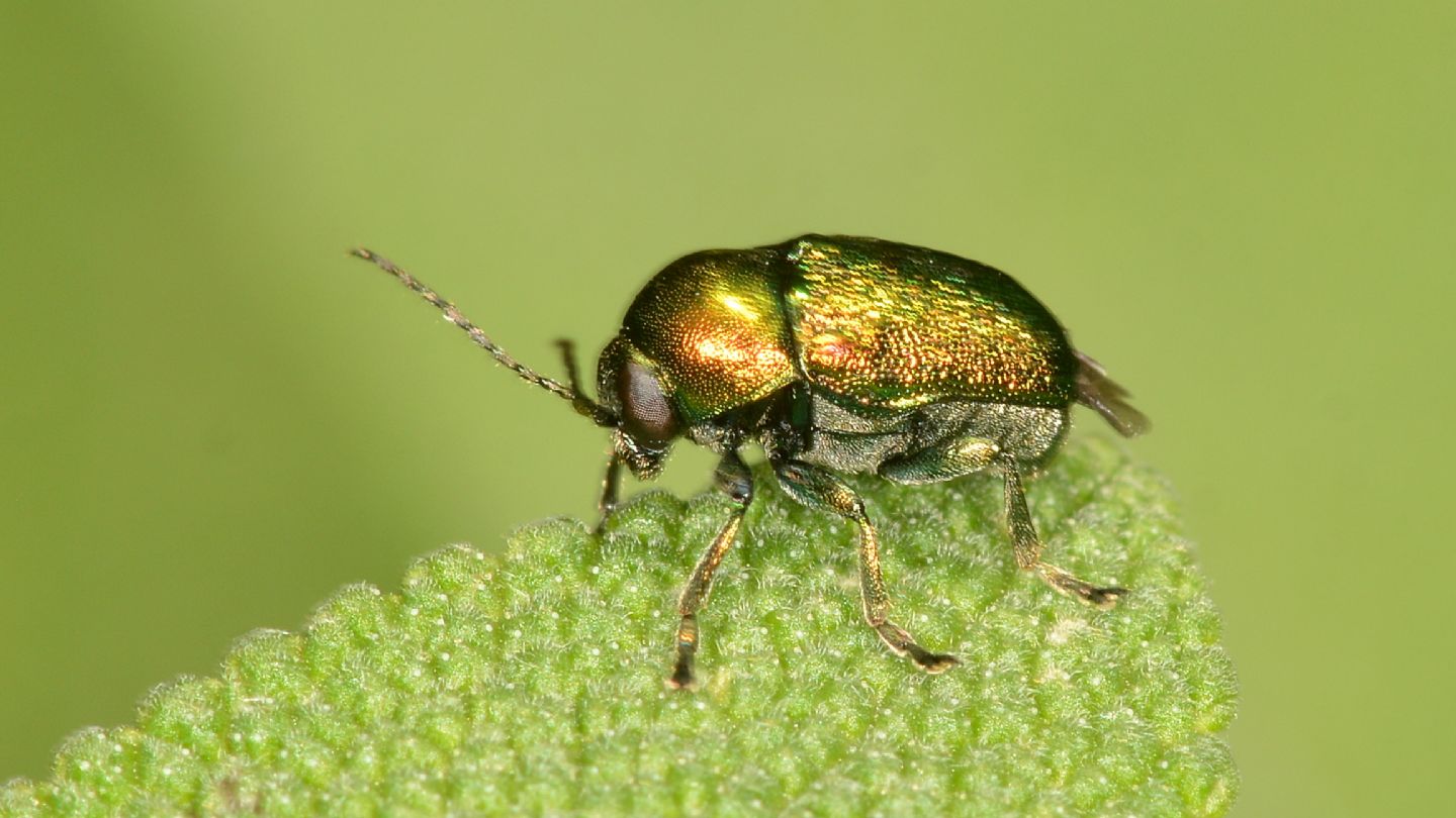 Cryptocephalus verde da id... Cryptocephalus sp.