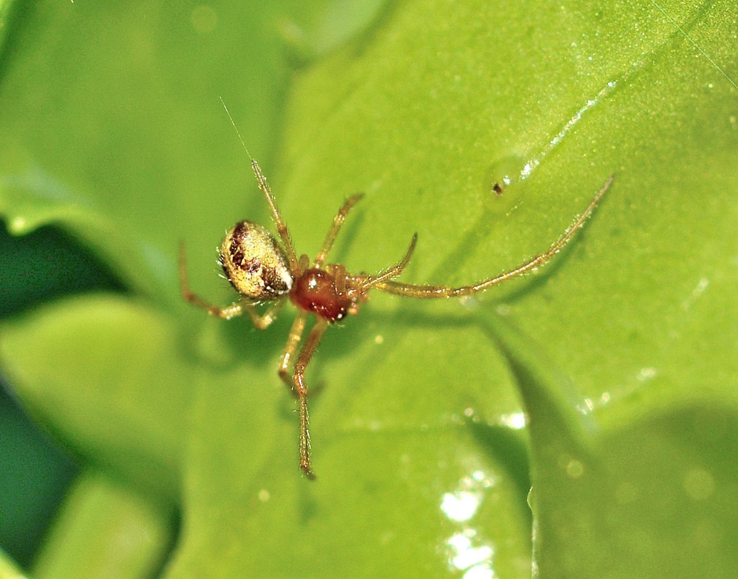 Phylloneta sp., maschio - Isola di Capraia (LI)