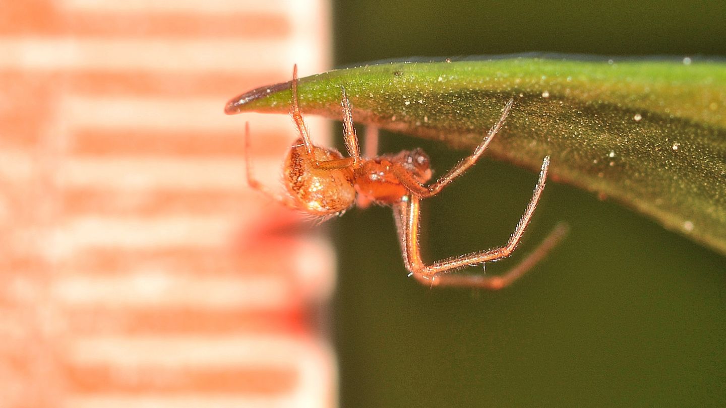 Phylloneta sp., maschio - Isola di Capraia (LI)