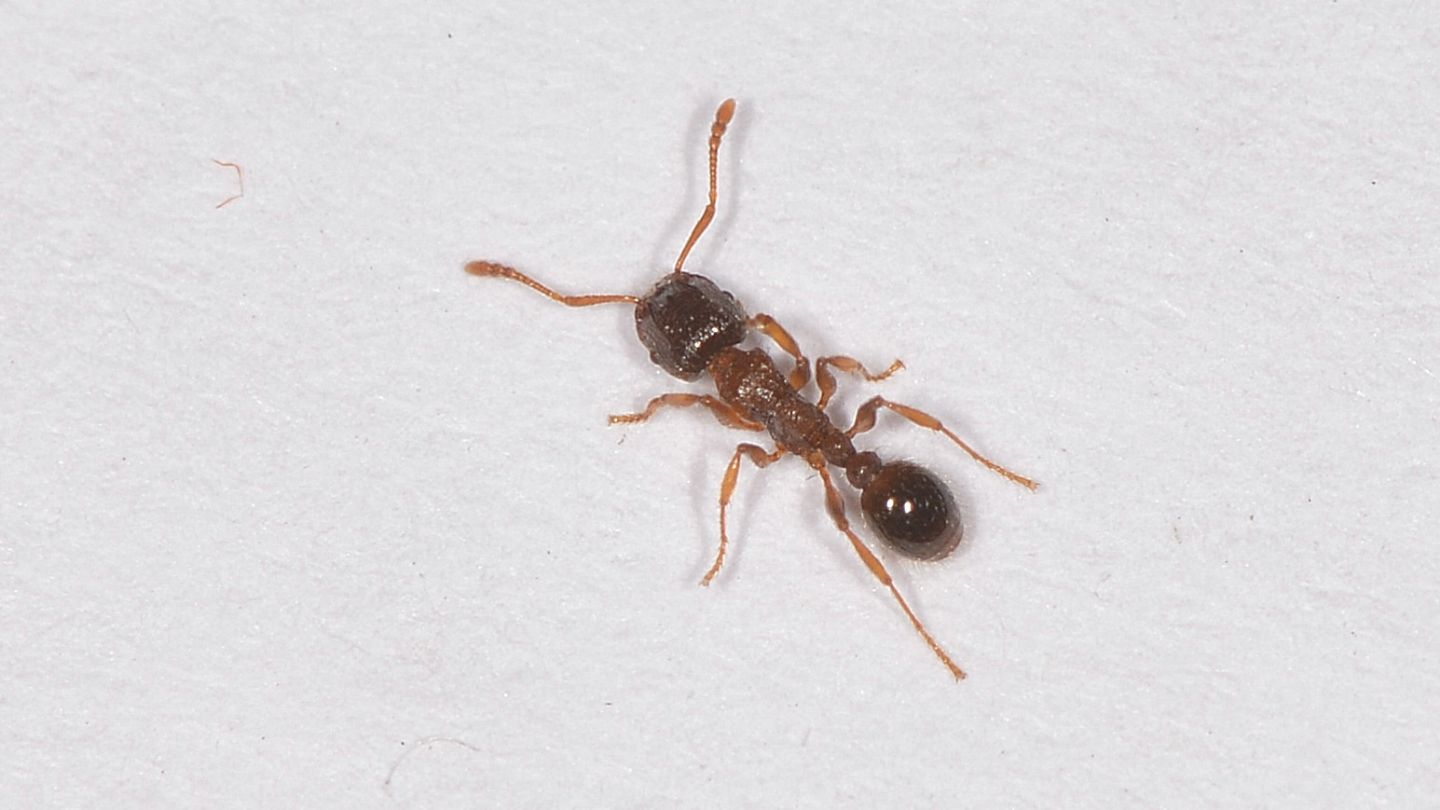 formica in casa: Tetramorium sp.