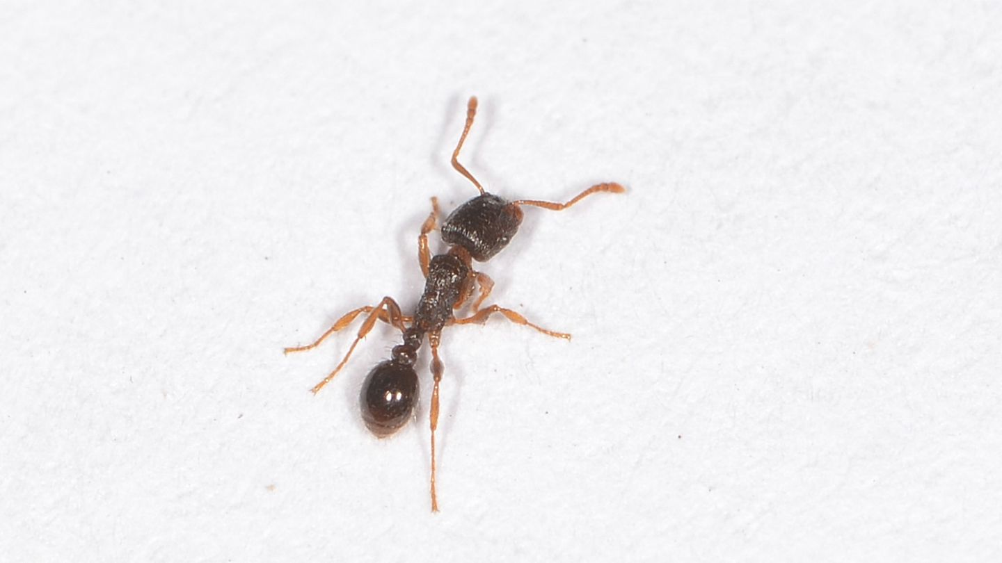 formica in casa: Tetramorium sp.