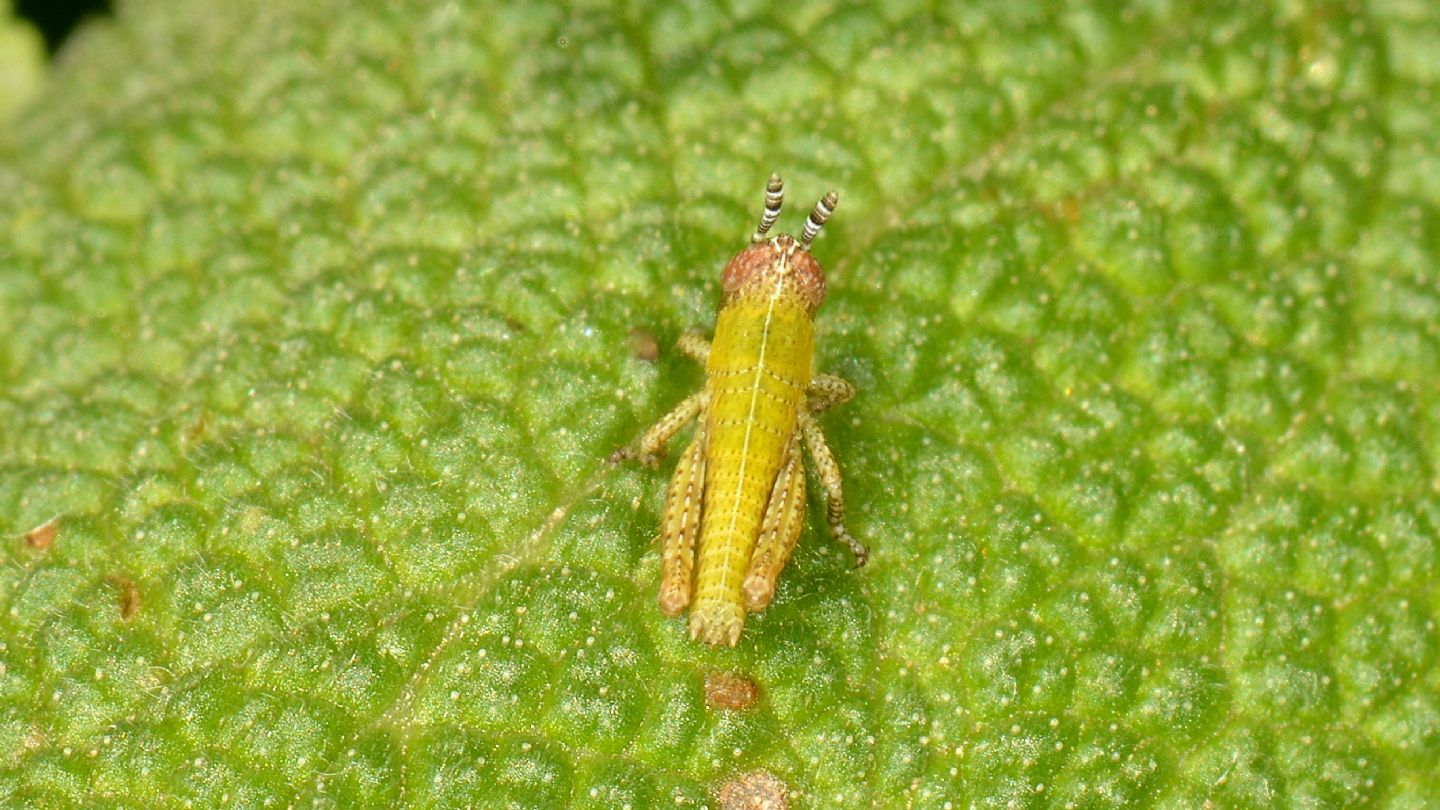 Stadio giovanile di Pezotettix giornae (Acrididae)