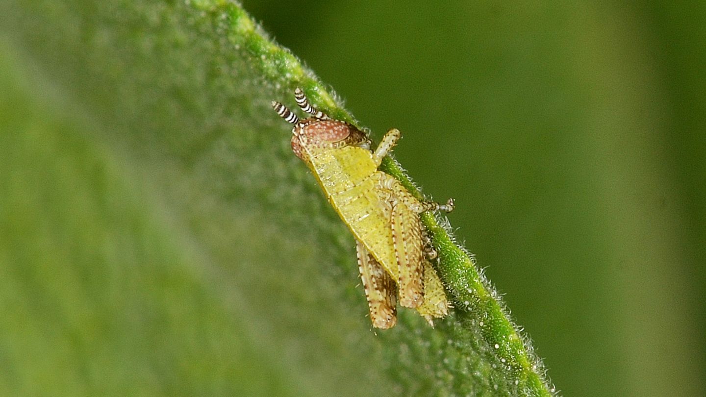 Stadio giovanile di Pezotettix giornae (Acrididae)