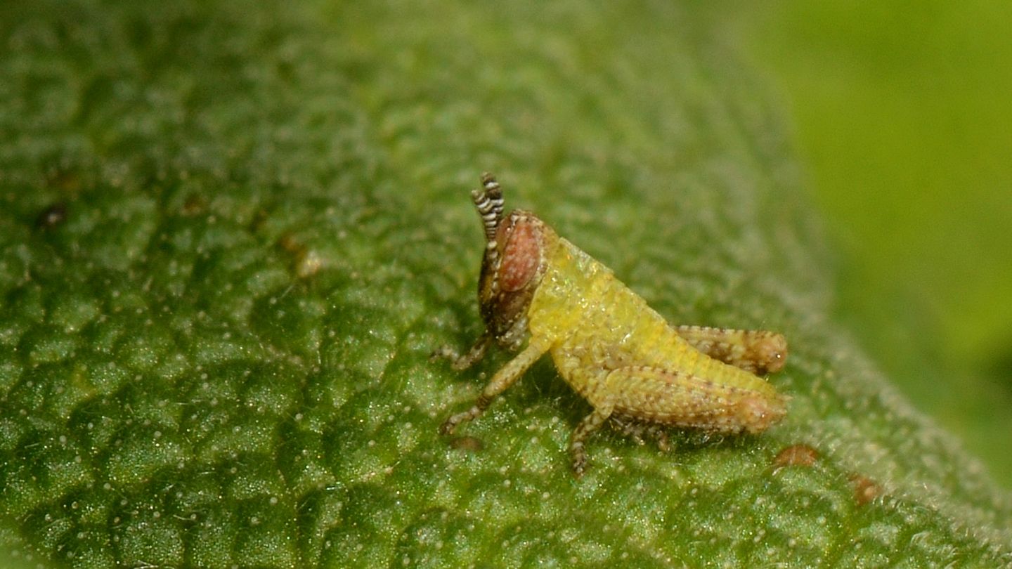 Stadio giovanile di Pezotettix giornae (Acrididae)