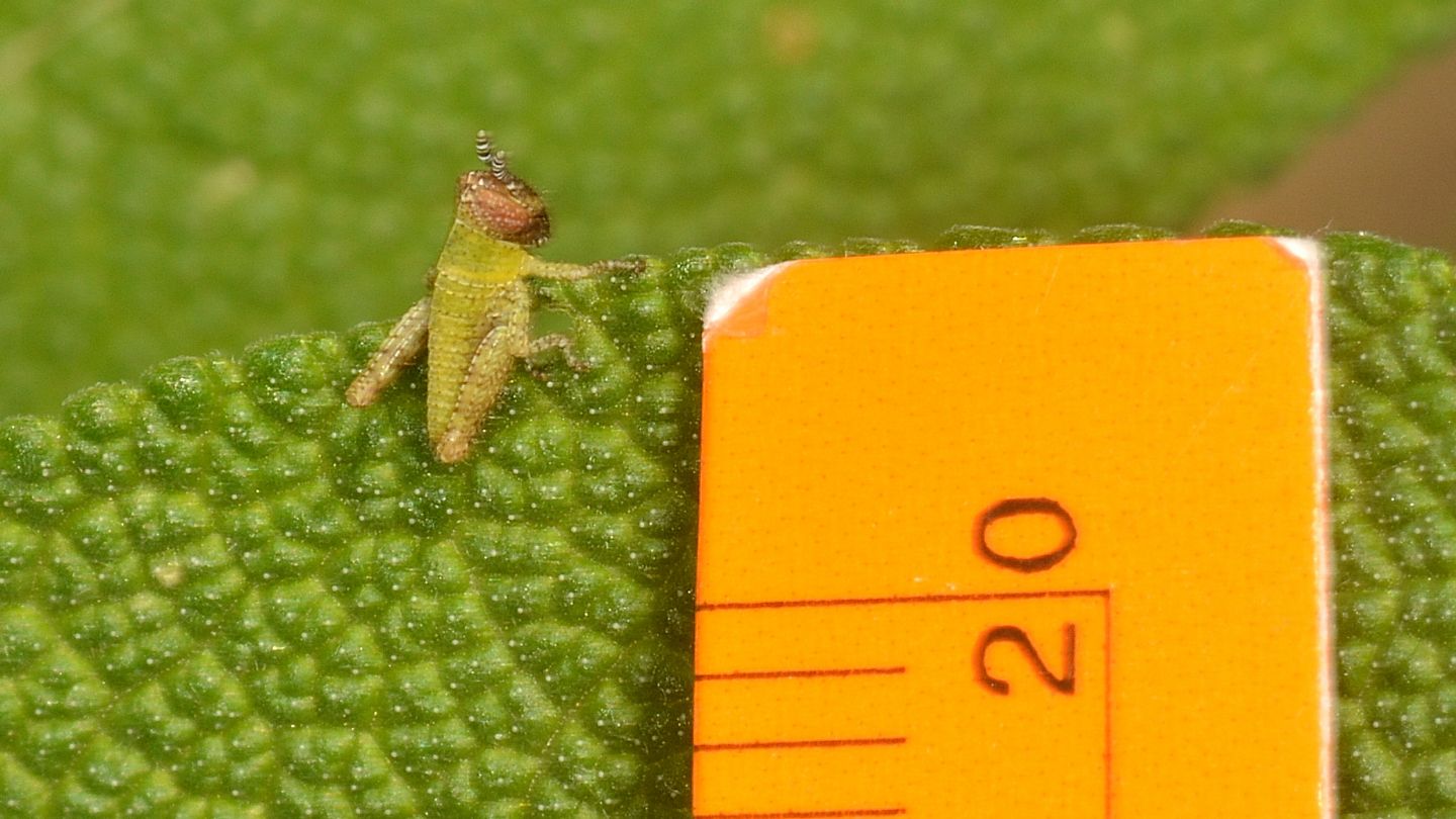 Stadio giovanile di Pezotettix giornae (Acrididae)