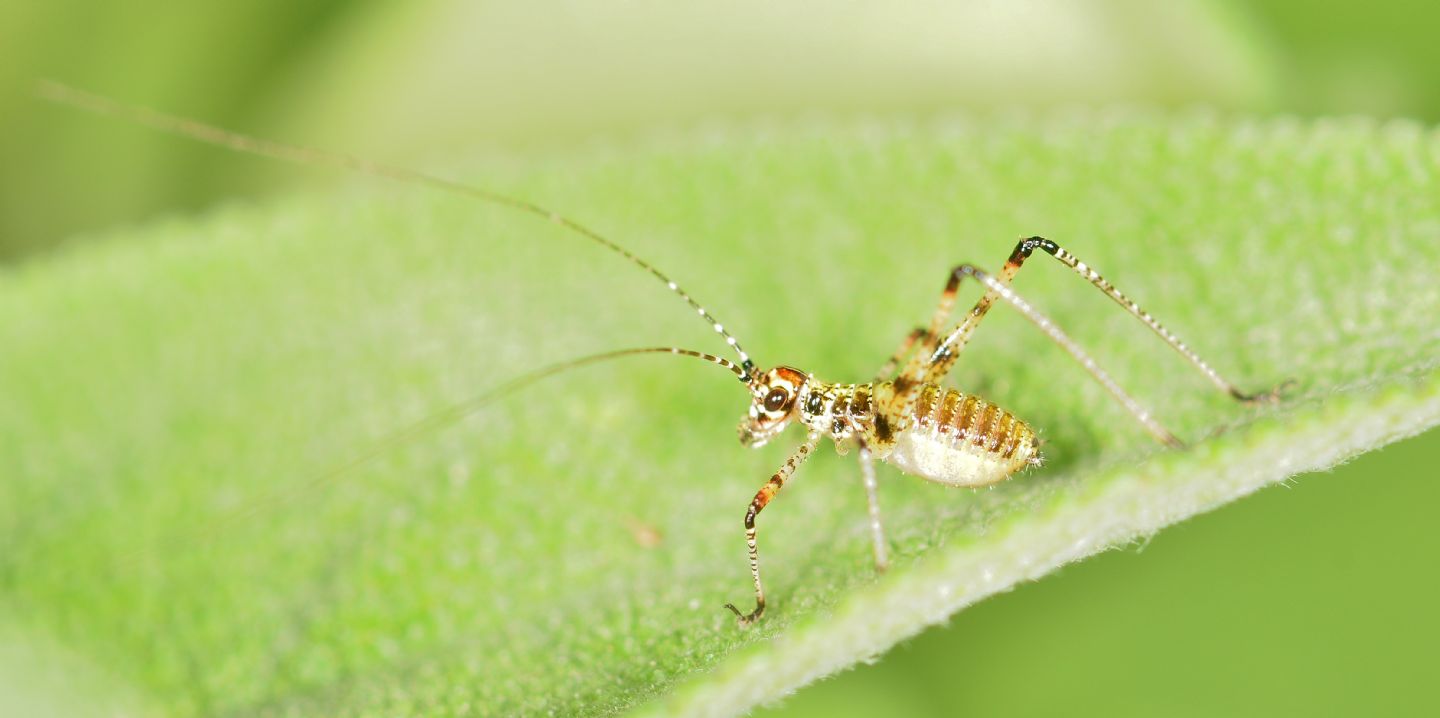 neanide di Phaneropteridae: cfr. Phaneroptera sp.