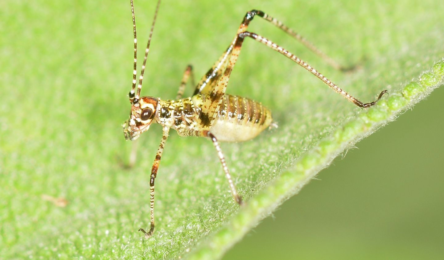 neanide di Phaneropteridae: cfr. Phaneroptera sp.