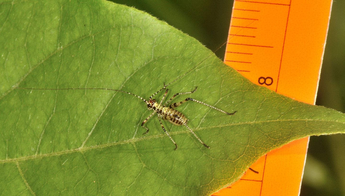 neanide di Phaneropteridae: cfr. Phaneroptera sp.