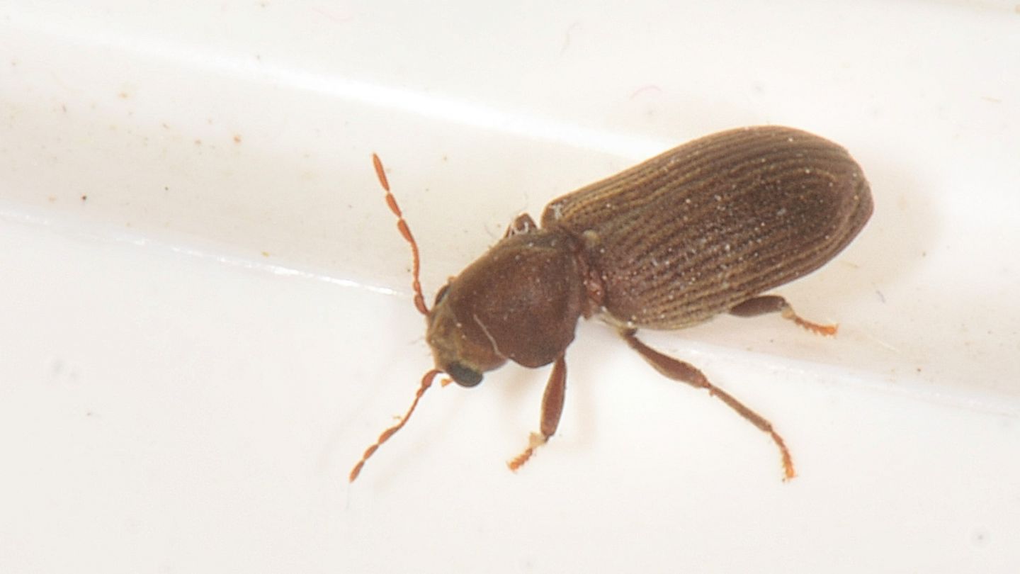 Tarlo? S, cfr. Anobium sp. (Anobiidae)