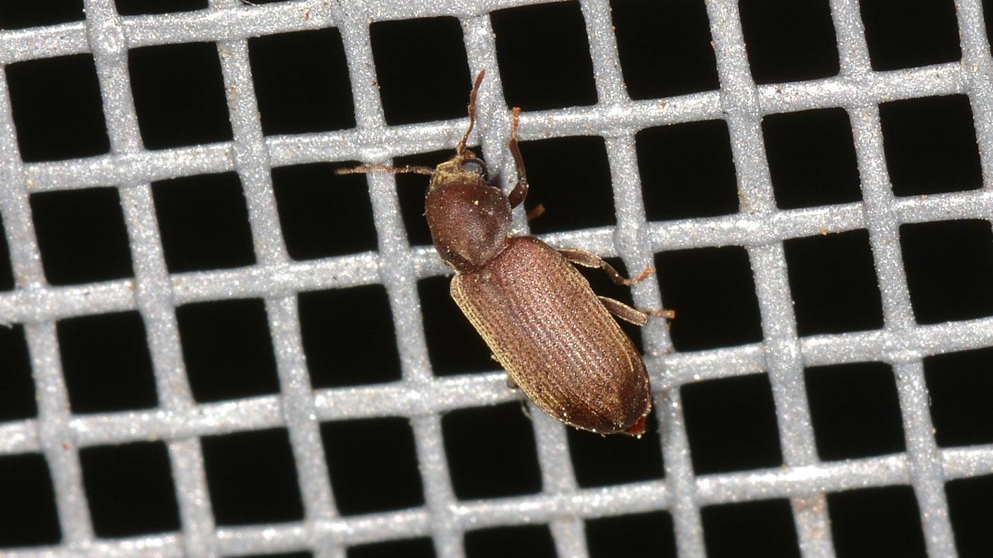 Tarlo? S, cfr. Anobium sp. (Anobiidae)